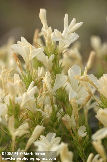 Granite Gilia blossoms