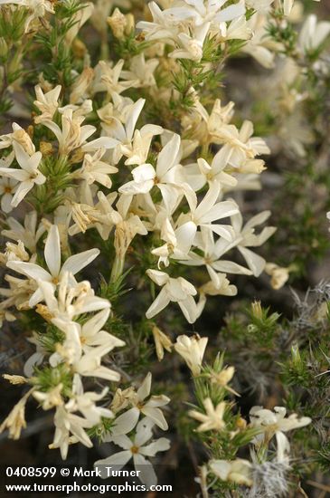 Granite Gilia blossoms & foliage
