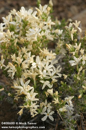 Granite Gilia blossoms & foliage