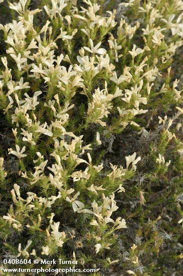 Granite Gilia blossoms & foliage