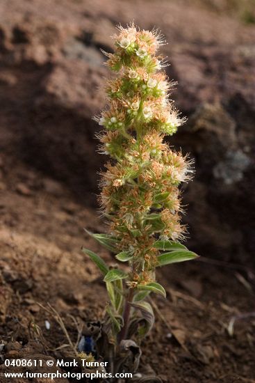 Varied-leaf Phacelia