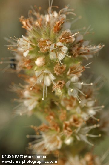 Varied-leaf Phacelia blossoms detail
