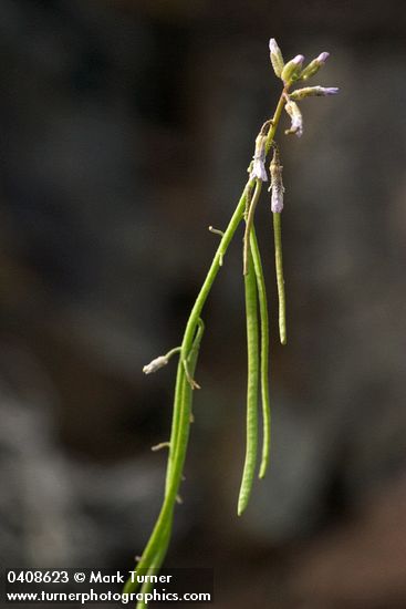 Hoary Rockcress blossoms & immature siliques