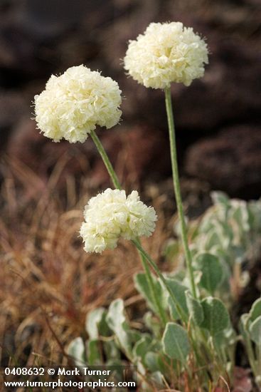 Cushion Buckwheat blossoms & foliage detail