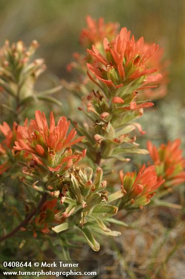 Desert Indian Paintbrush bracts & blossoms