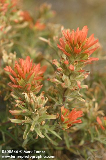Desert Indian Paintbrush bracts & blossoms