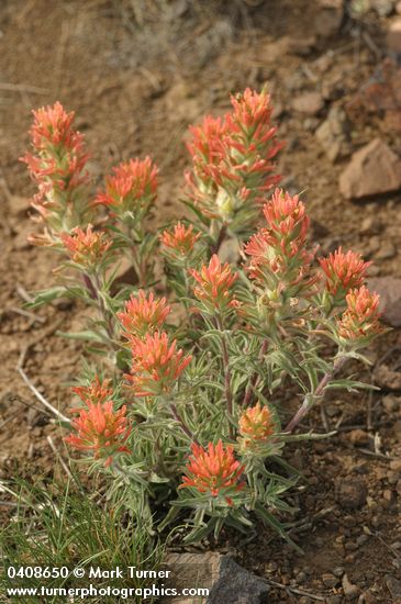 Desert Indian Paintbrush