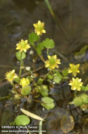Shore Buttercup in shallow stream