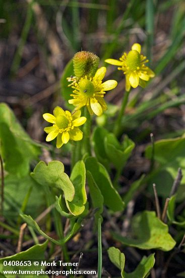 Shore Buttercup