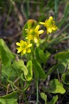 Shore Buttercup