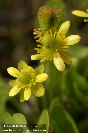 Shore Buttercup blossoms detail
