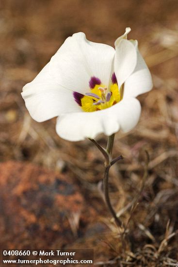 Bruneau Mariposa Lily