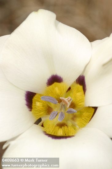 Bruneau Mariposa Lily blossom detail