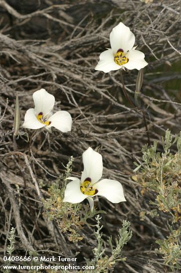 Bruneau Mariposa Lilies among Sagebrush
