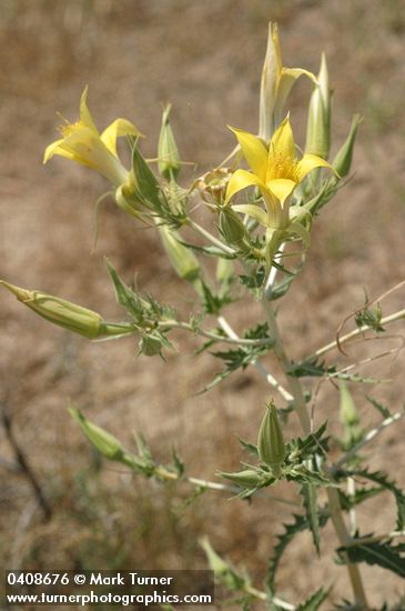 Blazing Star w/ blossoms opening