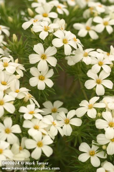 Nuttall's Linanthus blossoms & foliage