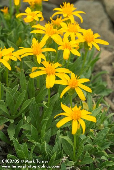 Stemless Goldenweed blossoms & foliage