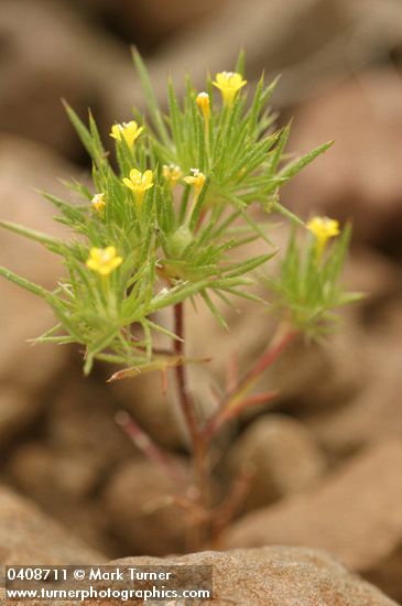 Yellow-flowered Navarretia