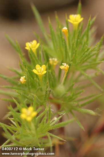 Yellow-flowered Navarretia