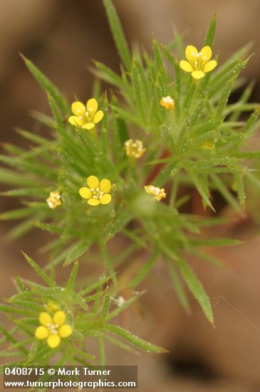 Yellow-flowered Navarretia