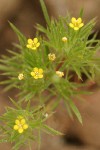 Yellow-flowered Navarretia