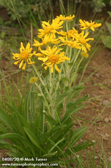 Orange Sneezeweed