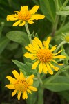 Orange Sneezeweed blossoms