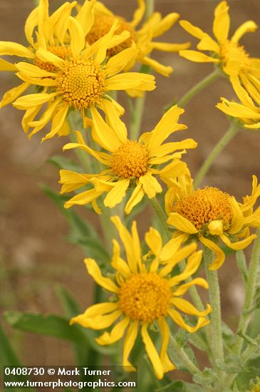 Orange Sneezeweed blossoms