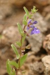 Snapdragon Skullcap