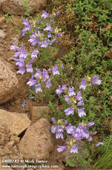Steens Mountain Penstemon