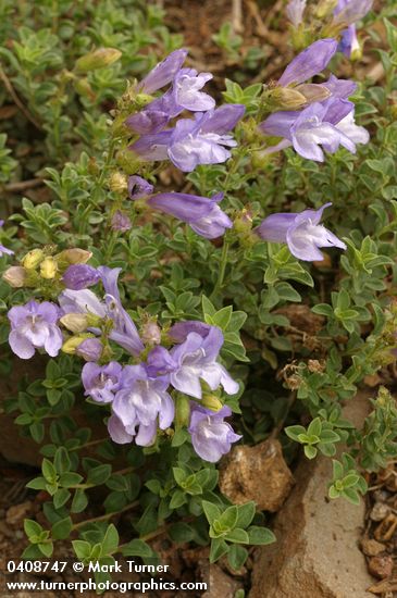 Steens Mountain Penstemon blossoms & foliage