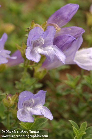Steens Mountain Penstemon blossoms detail