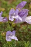Steens Mountain Penstemon blossoms detail