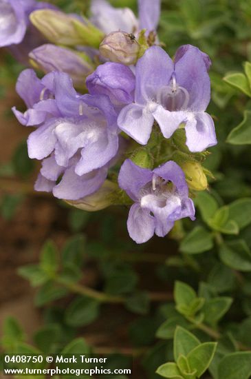 Steens Mountain Penstemon blossoms detail