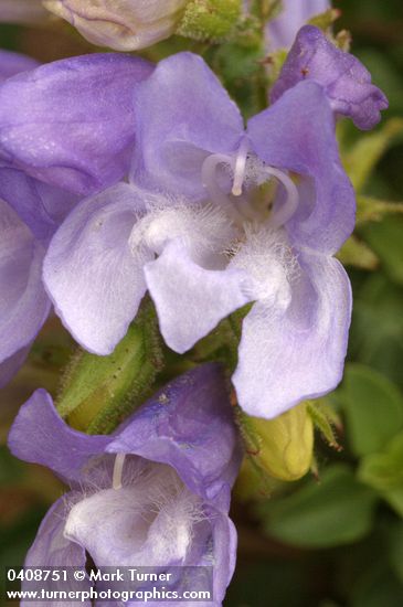 Steens Mountain Penstemon blossom extreme detail