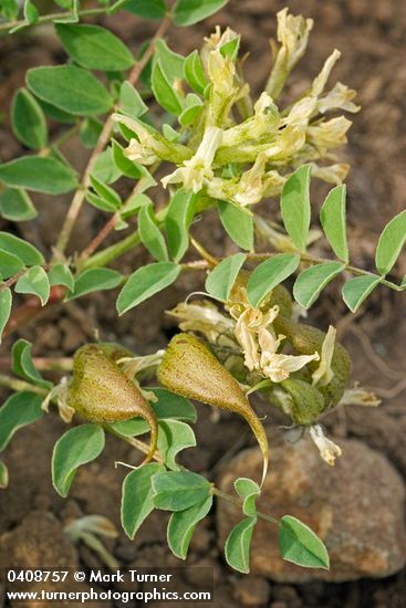 Mottled Locoweed blossoms, foliage & immature fruit