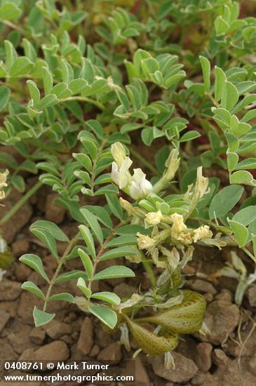 Mottled Locoweed blossoms, foliage & immature fruit