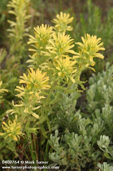 Wavyleaf Indian Paintbrush (yellow form)