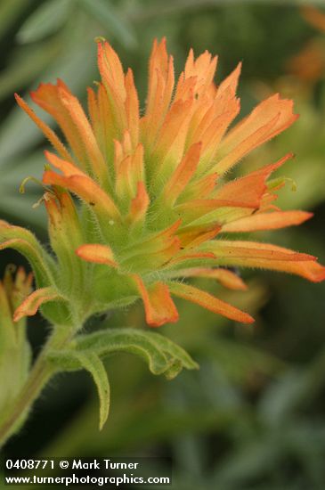 Wavyleaf Indian Paintbrush (orange form) bracts & blossoms detail