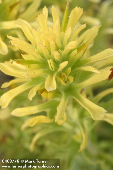 Wavyleaf Indian Paintbrush (yellow form) bracts & blossoms detail