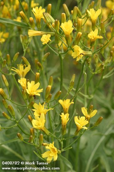 Long-leaved Hawksbeard blossoms