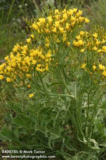 Long-leaved Hawksbeard