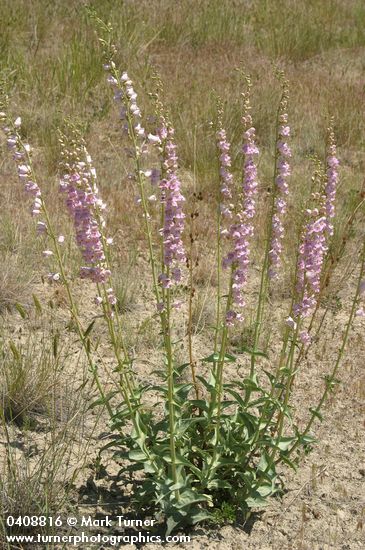 Palmer's Penstemon