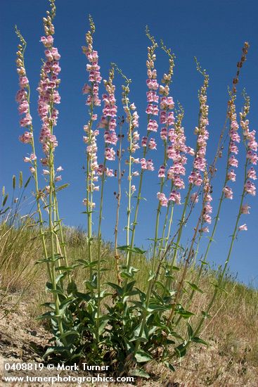 Palmer's Penstemon against blue sky