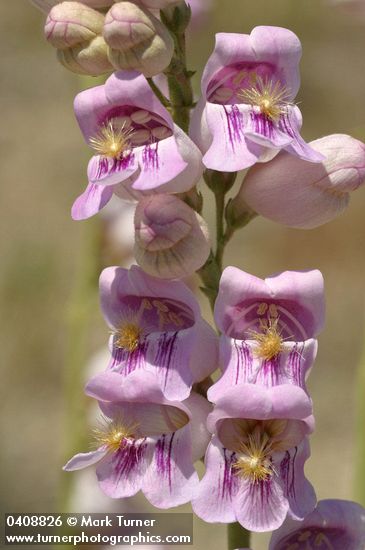 Palmer's Penstemon blossoms detail