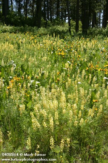 Sulphur Lupines & Mule's Ears in meadow under Ponderosa Pines