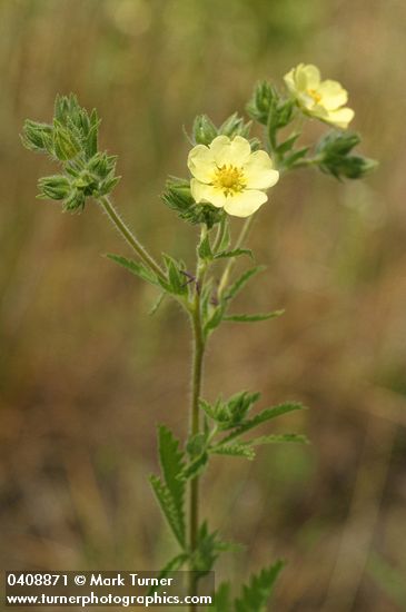 Sulphur Cinquefoil