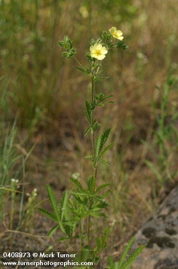 Sulphur Cinquefoil