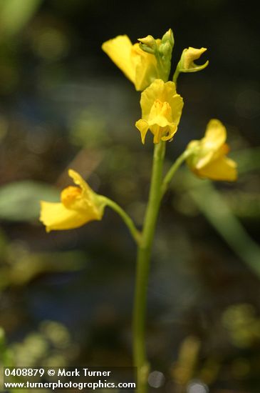 Large-root Bladderwort blossoms
