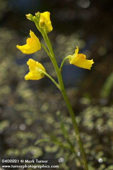 Large-root Bladderwort